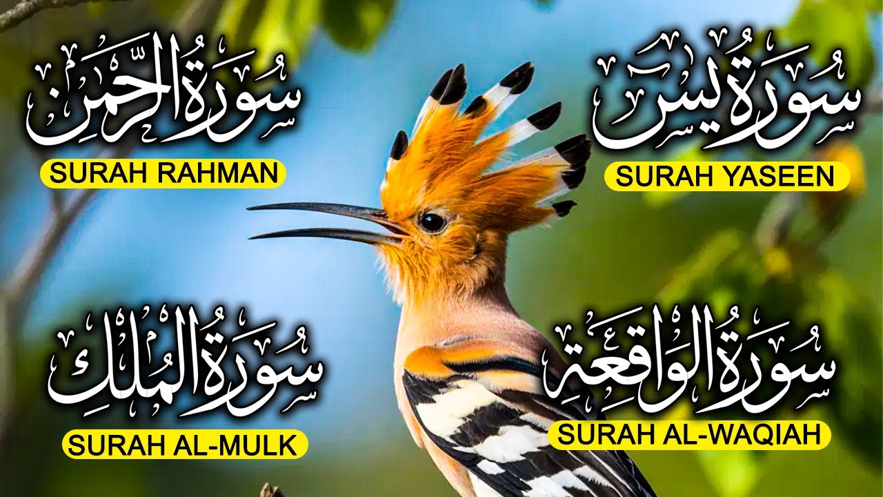 تلاوة تريح القلب سورة يس❤️الواقعة❤️الرحمن❤️الملك❤️ لزيادة الرزق و البركة.Yaseen🔴Rahman🔴Mulk🔴Waqiah✅💯