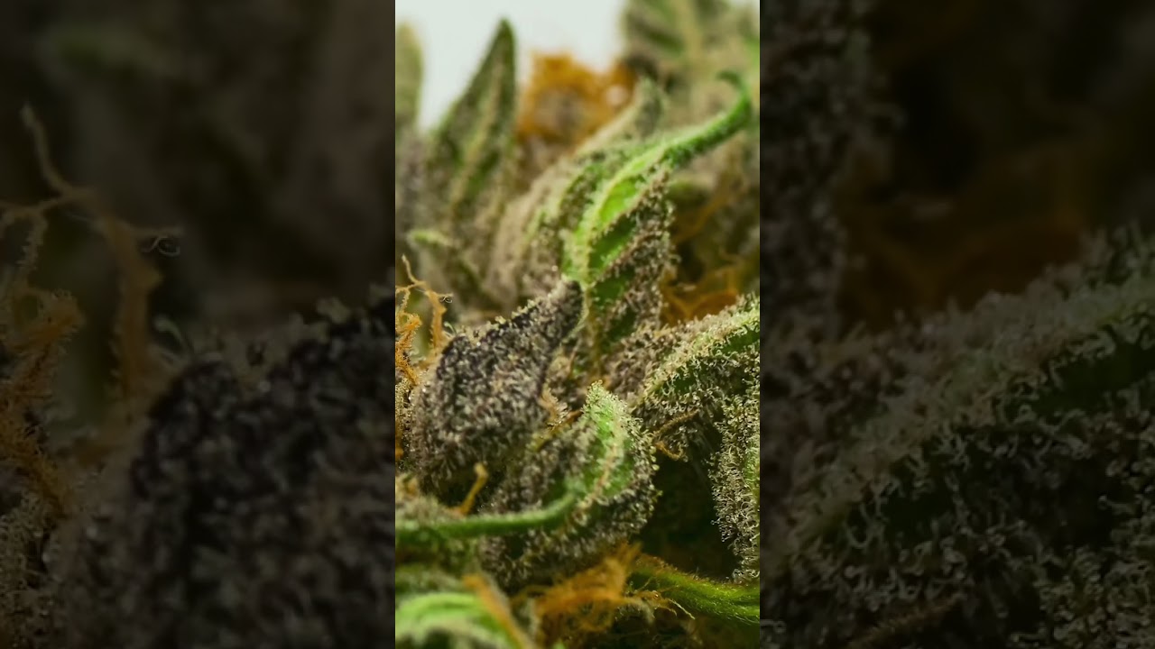Cannabis dry time lapse - close up