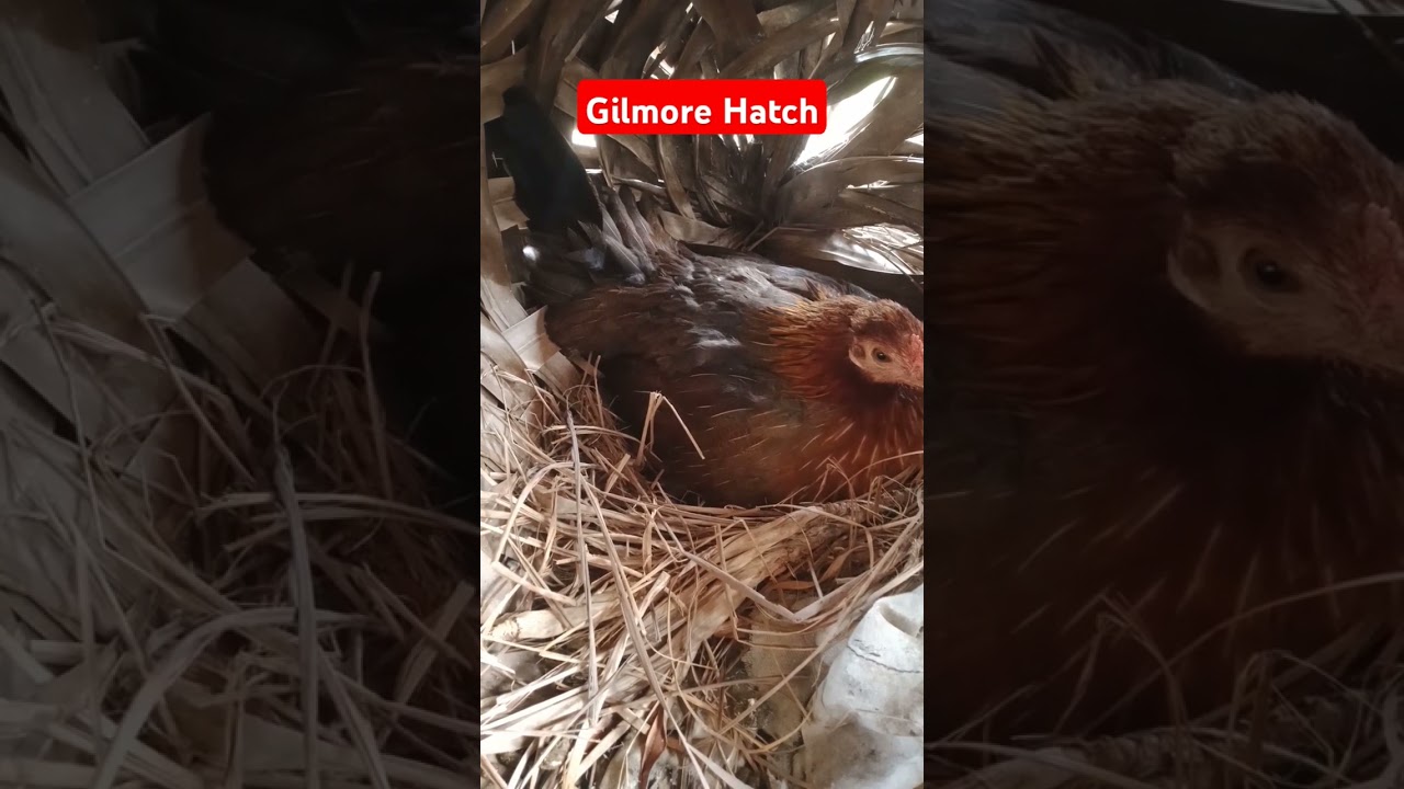 Gilmore Hatch hen #pullets #shorts