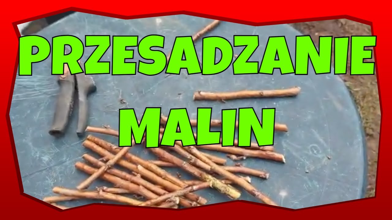 Mój Sposób Na Przesadzanie Malin