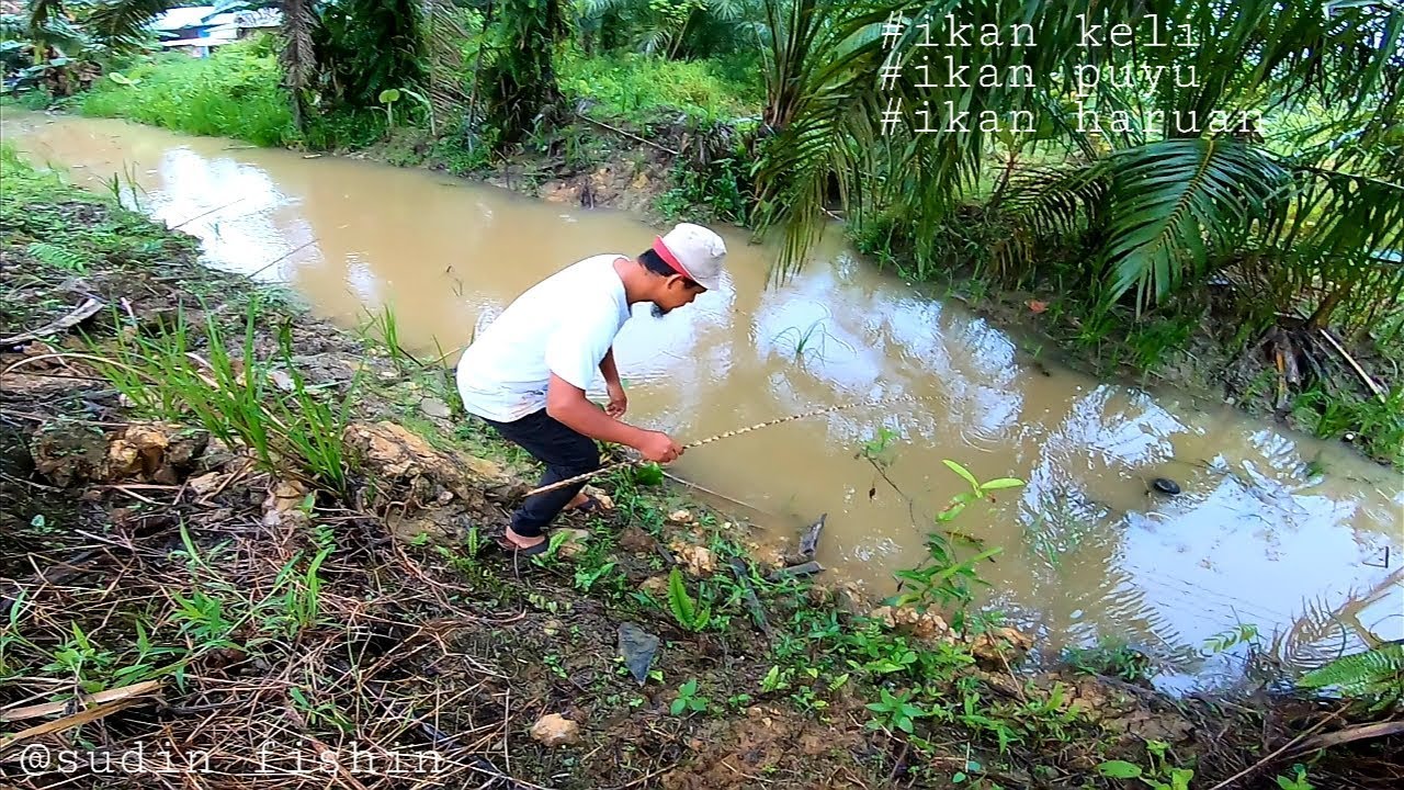 Menajur Selepas Hujan - Ikan Keli,Ikan Puyu &Ikan Haruan
