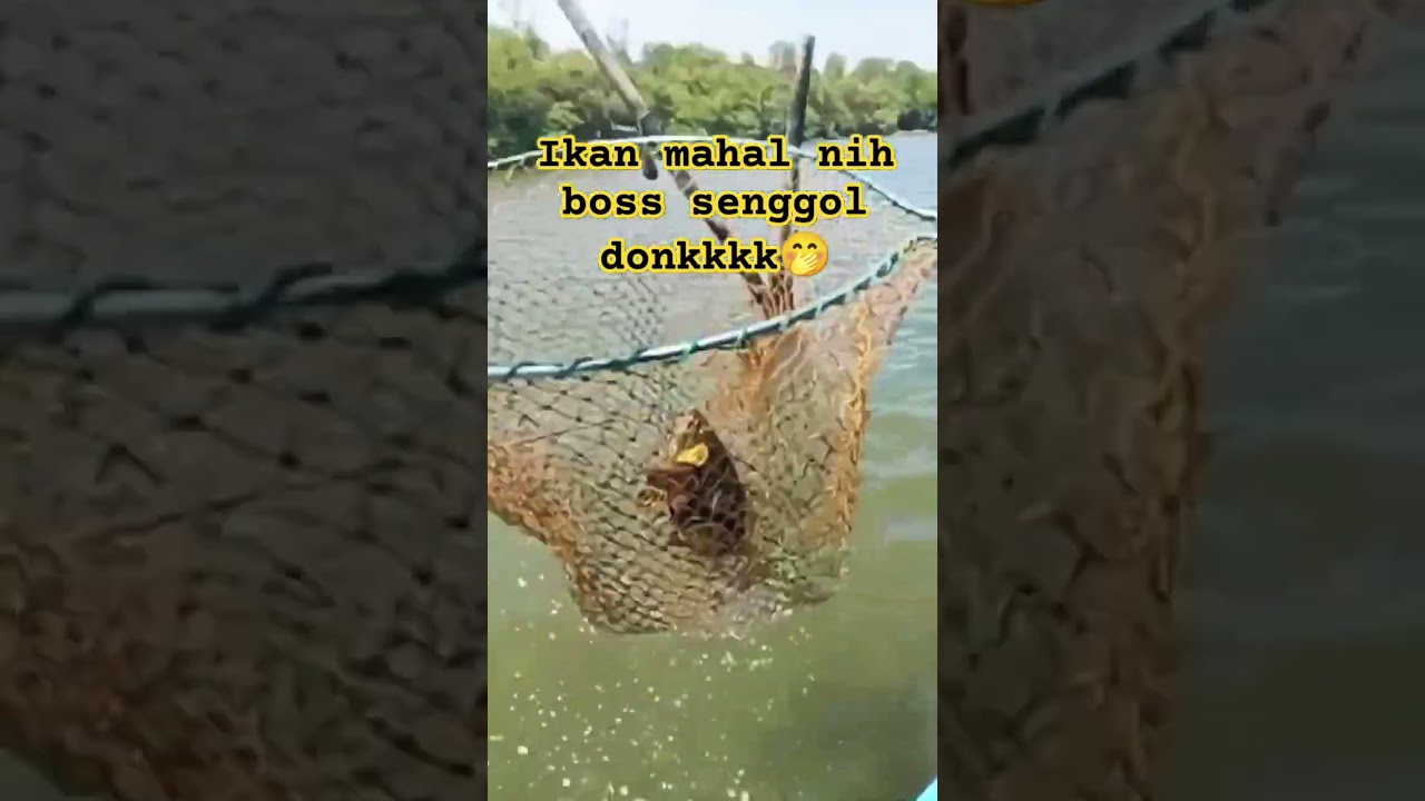 rezeki dapat kerapu Bumblebee