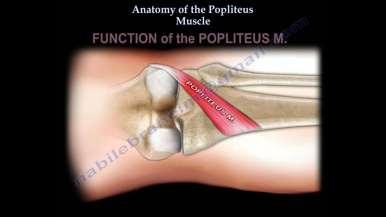 Anatomy Of The Popliteus Muscle - Everything You Need To Know - Dr. Nabil Ebraheim