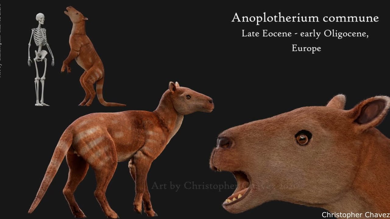 Early Artiodactyls and Tylopods
