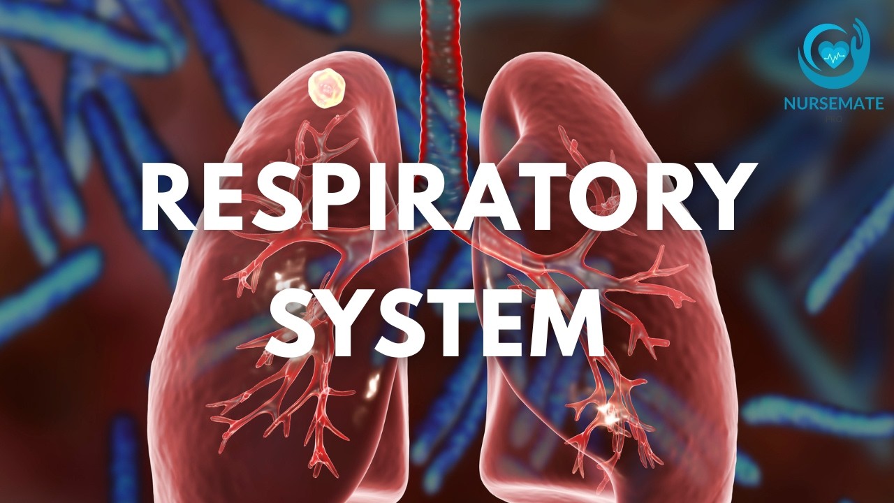 Respiratory System in Under 5 Minutes | Nursing Students MUST Know This