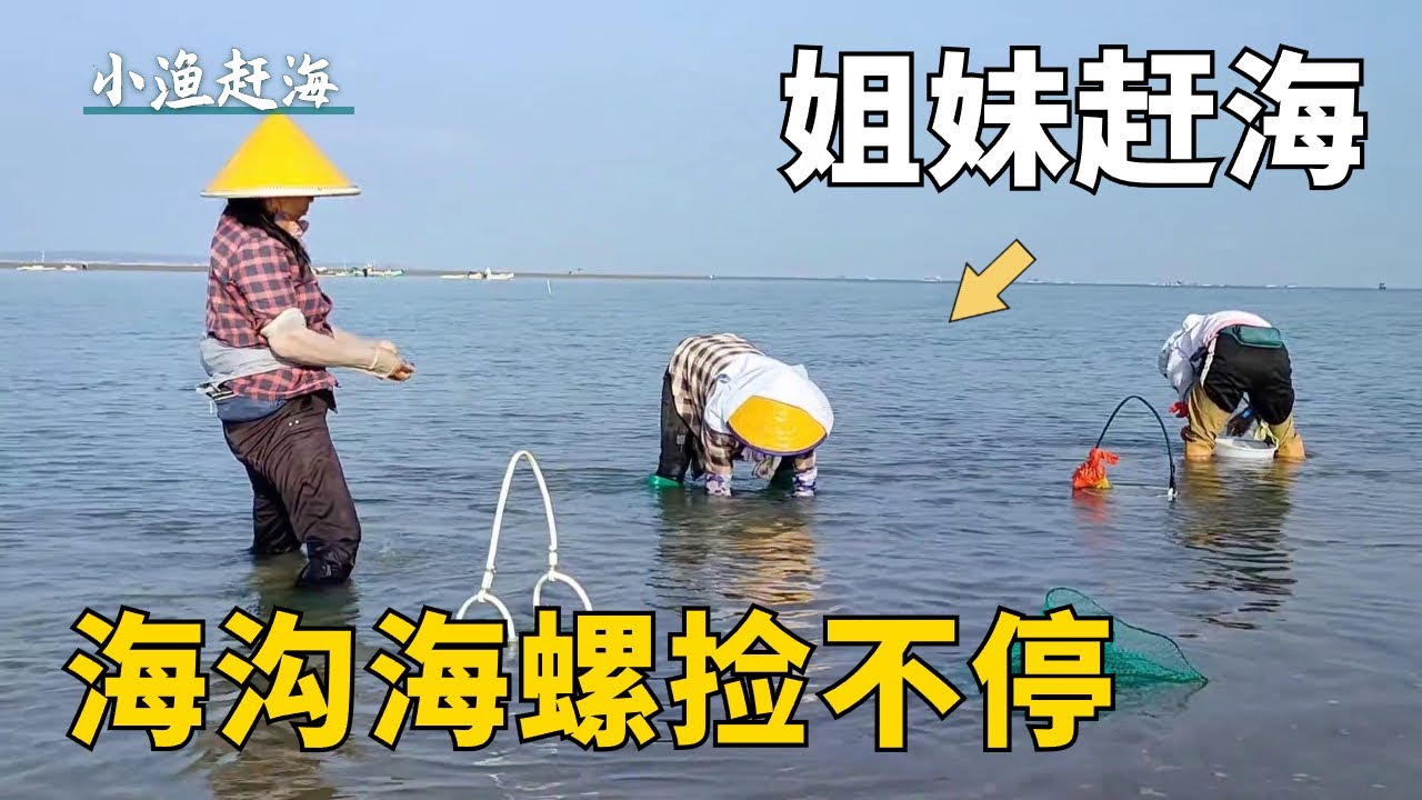 大干潮，深海海溝海螺氾濫成災，小漁姊妹挖到挑不動【小漁趕海v】