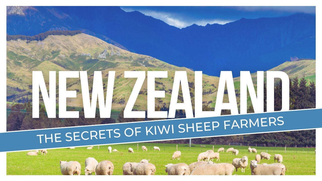 What makes New Zealanders such good sheep farmers?