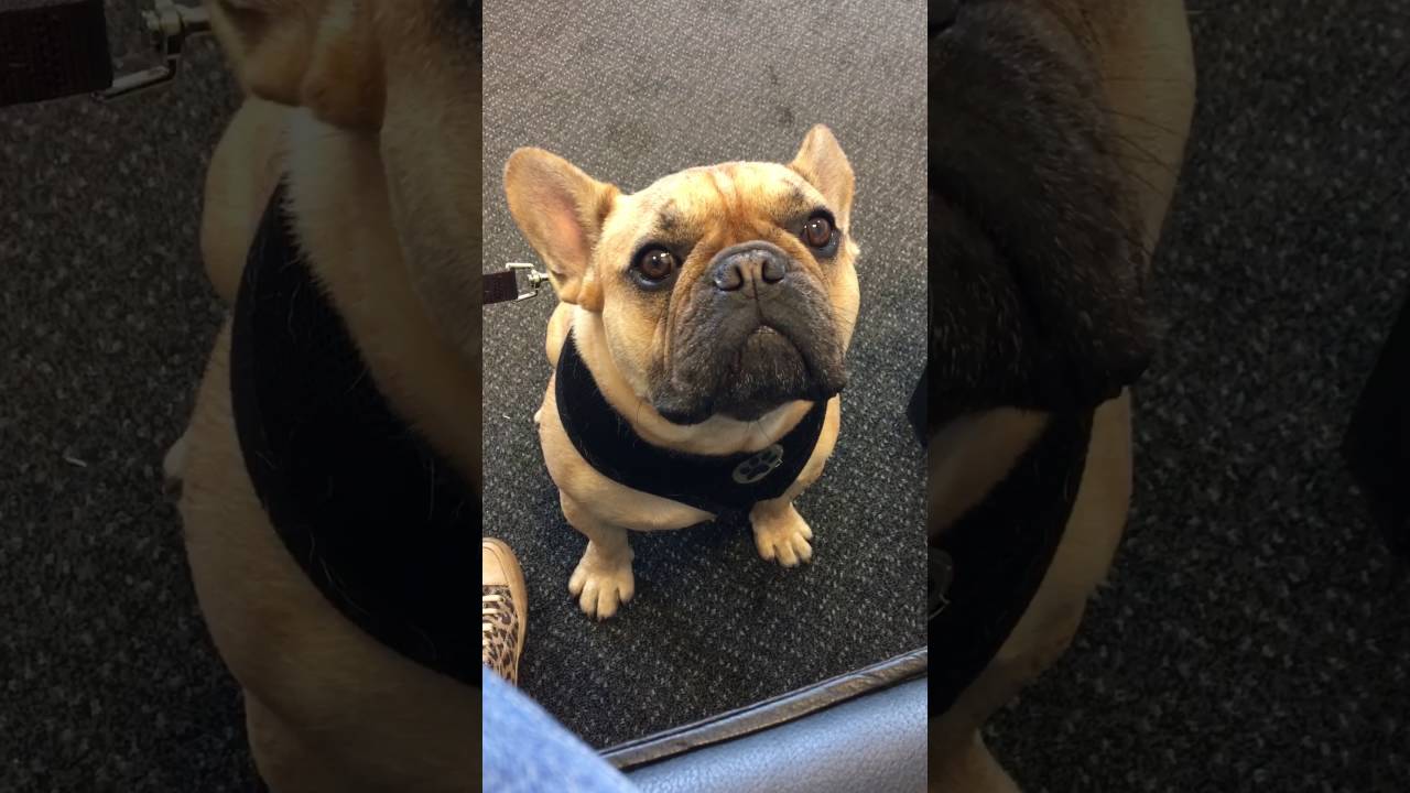 Henry the French bulldog cries like a baby
