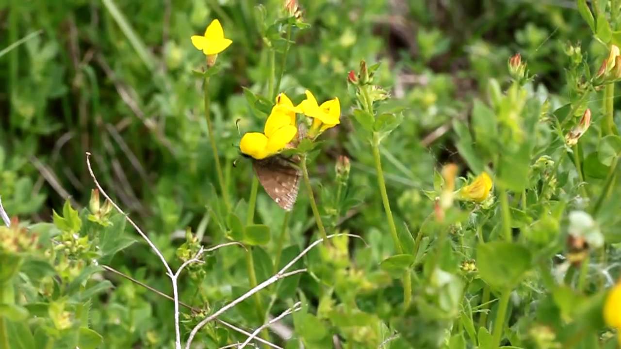 Dingy Skipper butterflies