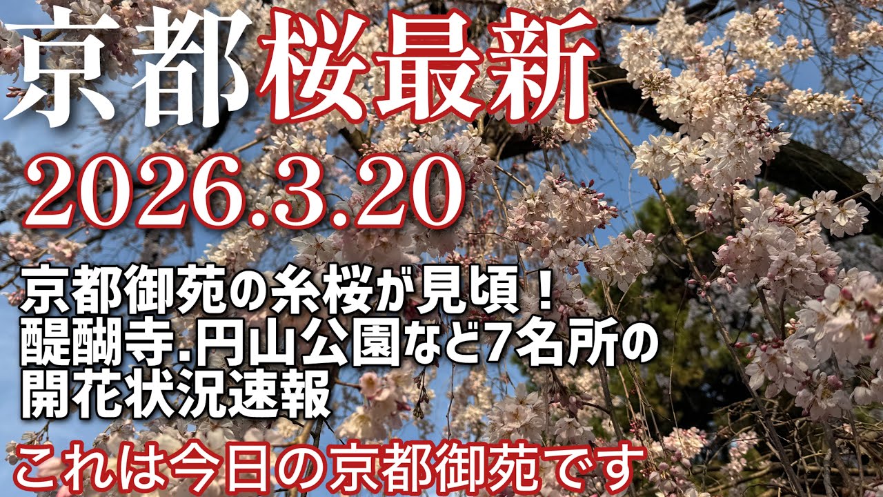 【京都桜最新】2026.3.20現在の桜、京都御苑の糸桜見頃！醍醐寺、丸山公園など７名所の開花状況速報