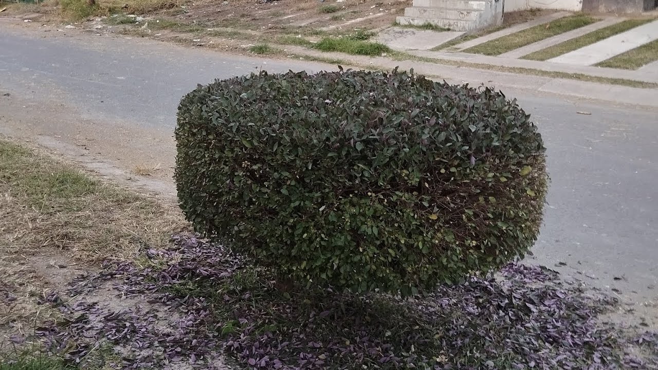 DÁNDOLE UNA PODA REDONDA A UN VITEX