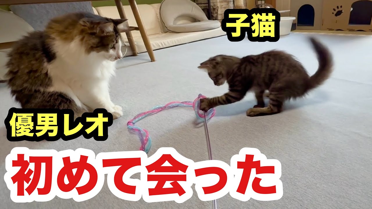 初対面の子猫に優しい先住猫レオ