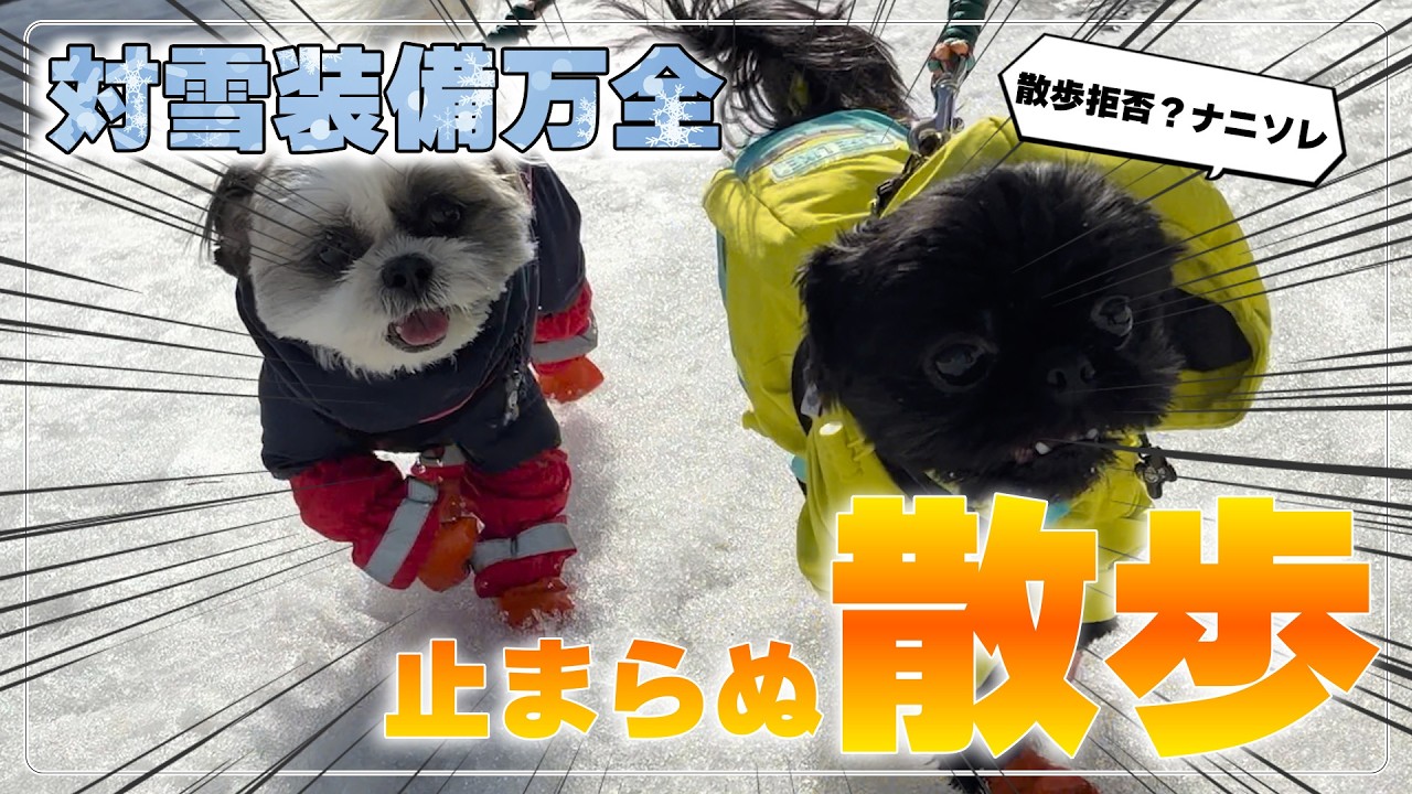 散歩拒否を知らないものたちの雪道散歩