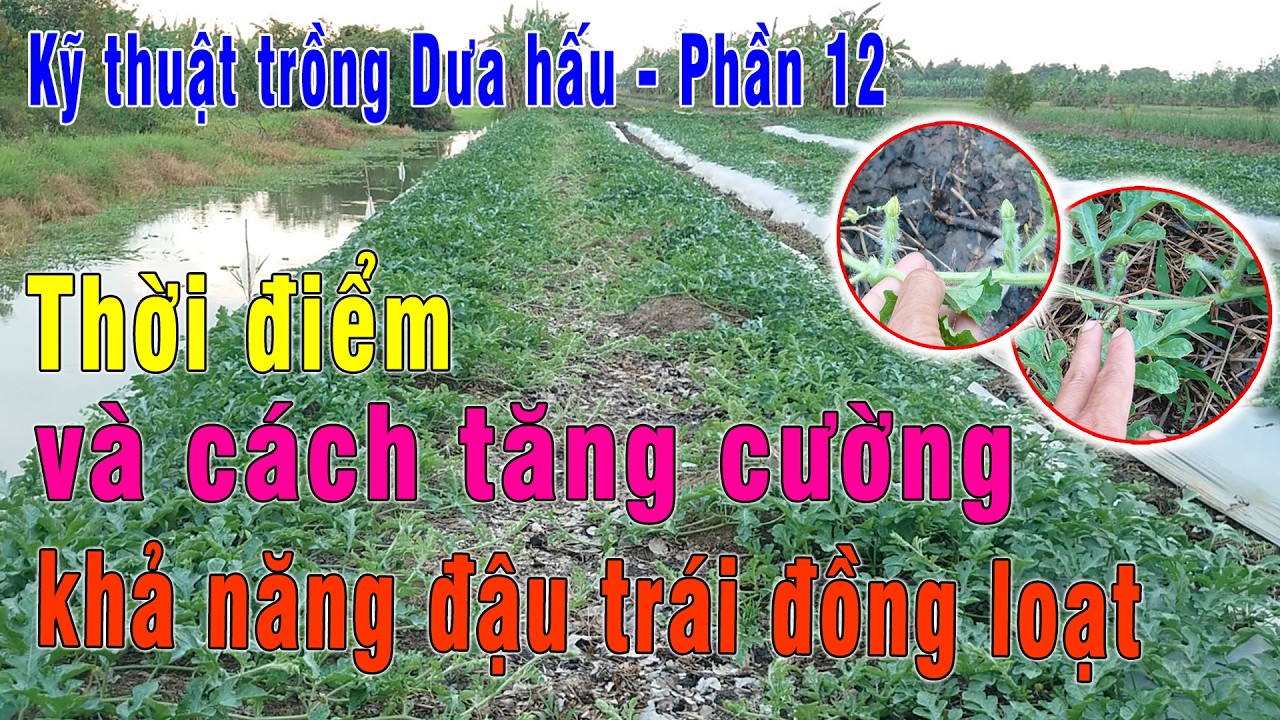 Phần 12 - Thời điểm và cách tăng cường khả năng đậu trái đồng loạt trên cây dưa hấu | Dưa hấu SH68