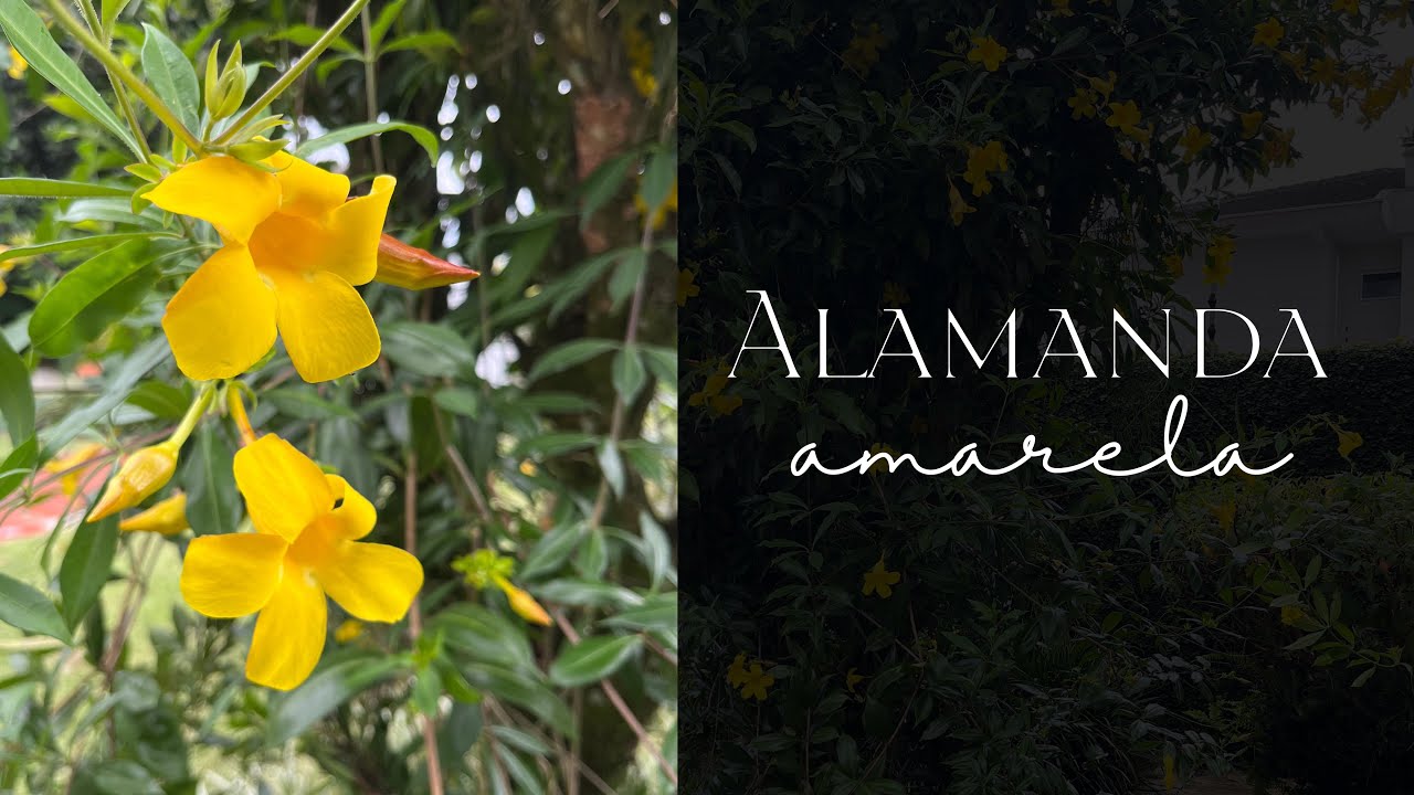 Um Pouco Sobre a Alamanda Amarela! 