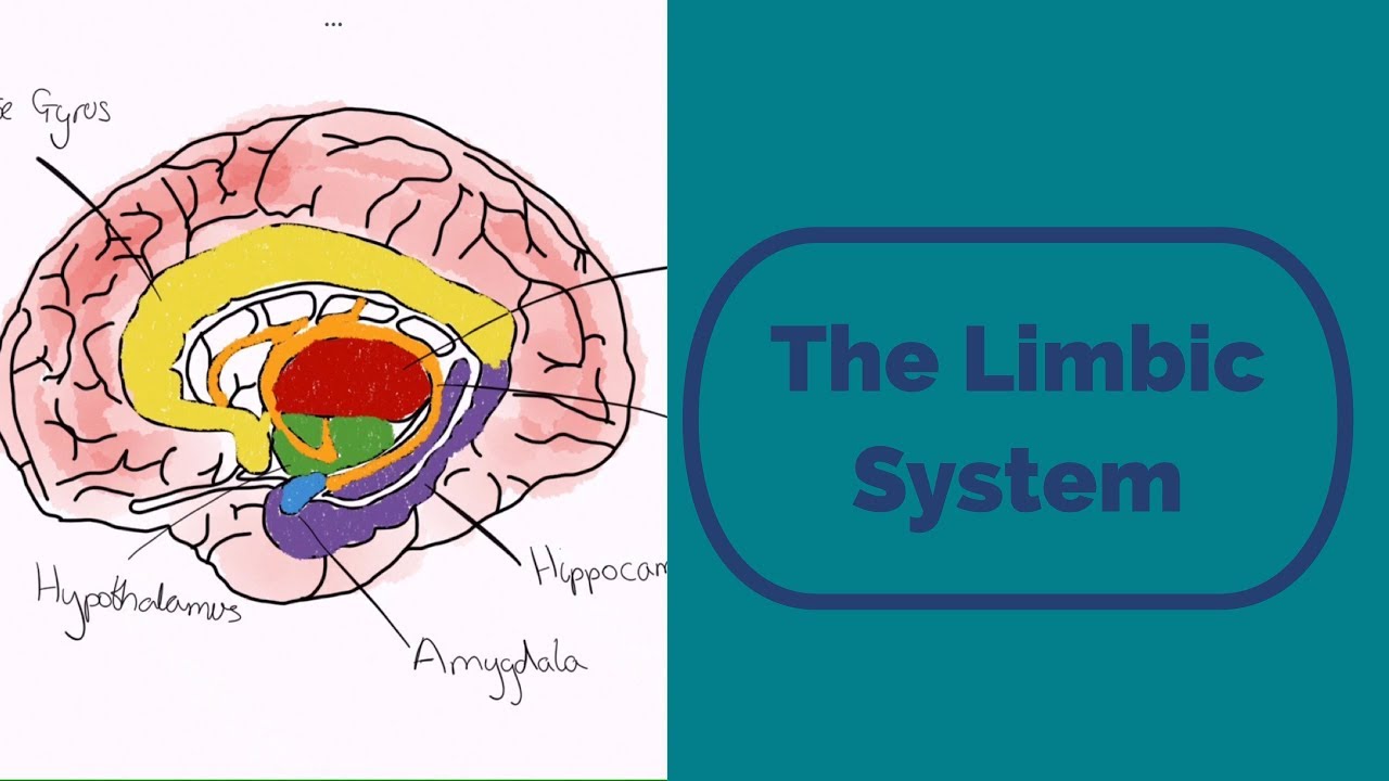 The Limbic System