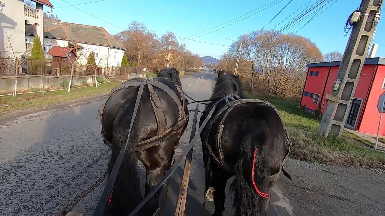 Caii lui Levi de la Uriu, Bistrita Nasaud - 2019 Nou !!!
