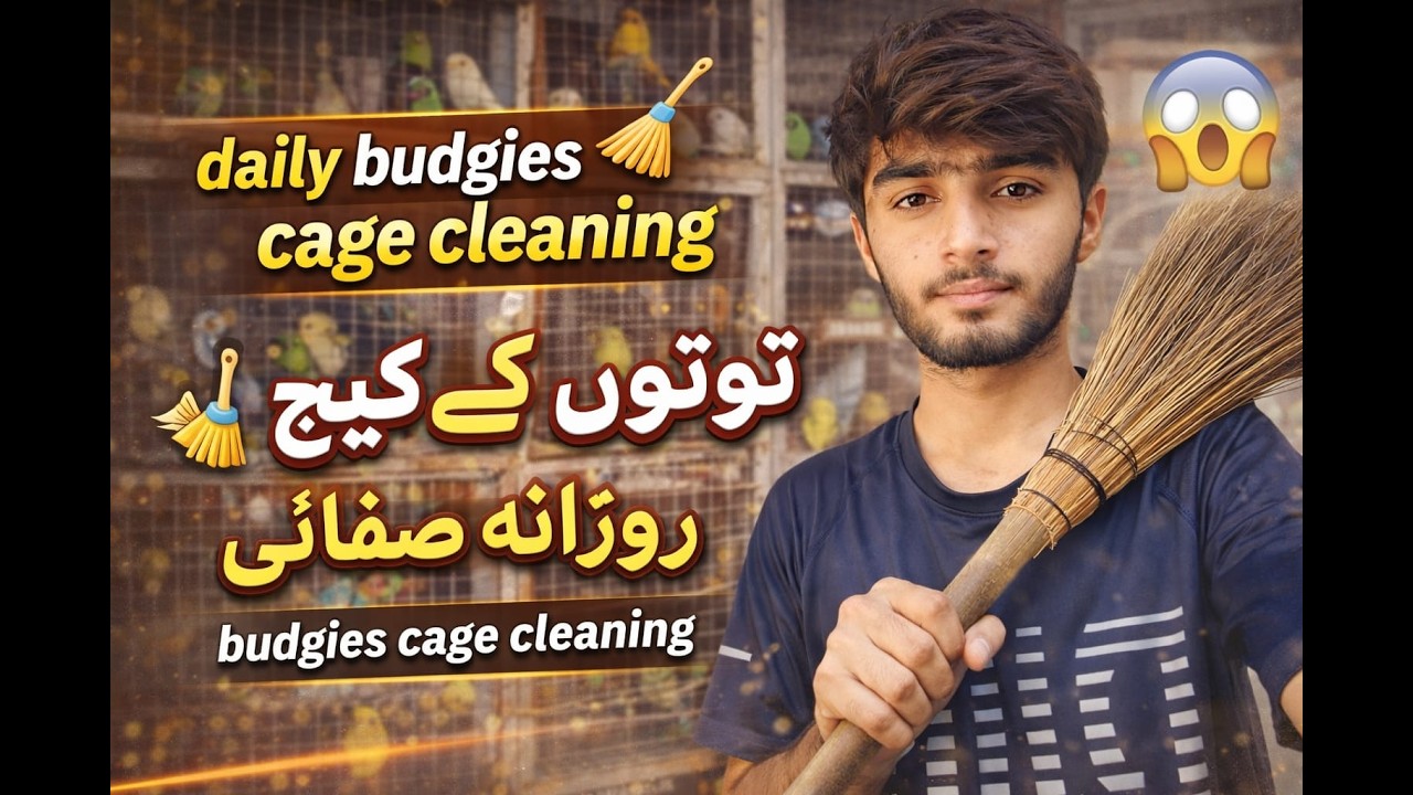 daily budgies cage cleaning | cleaning my birds cage