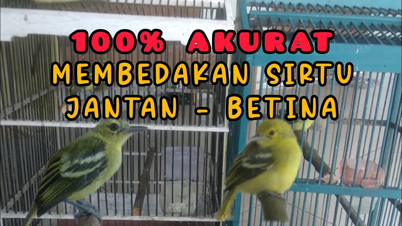Cara Membedakan Sirtu/Cipoh Jantan dan Betina Paling Mudah - Sirtu/Cipoh Anakan