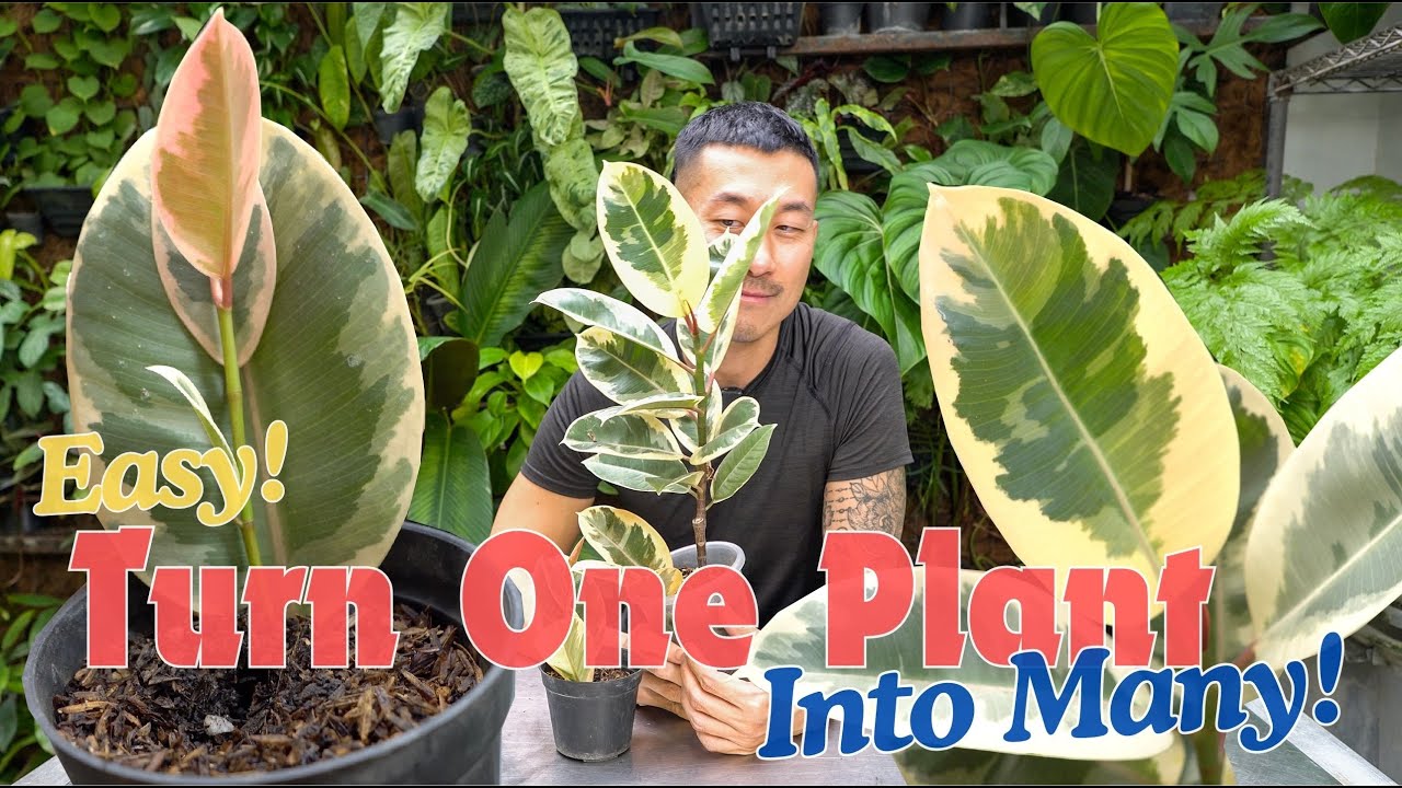 Ficus elastica ‘Tineke’ Care and Propagation Tips in Water and Soil | With Satisfying Updates!