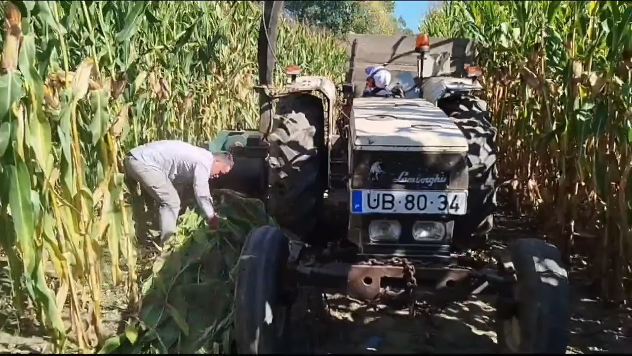 Trabalhos de início até ao fim com o milho 🌽 2025