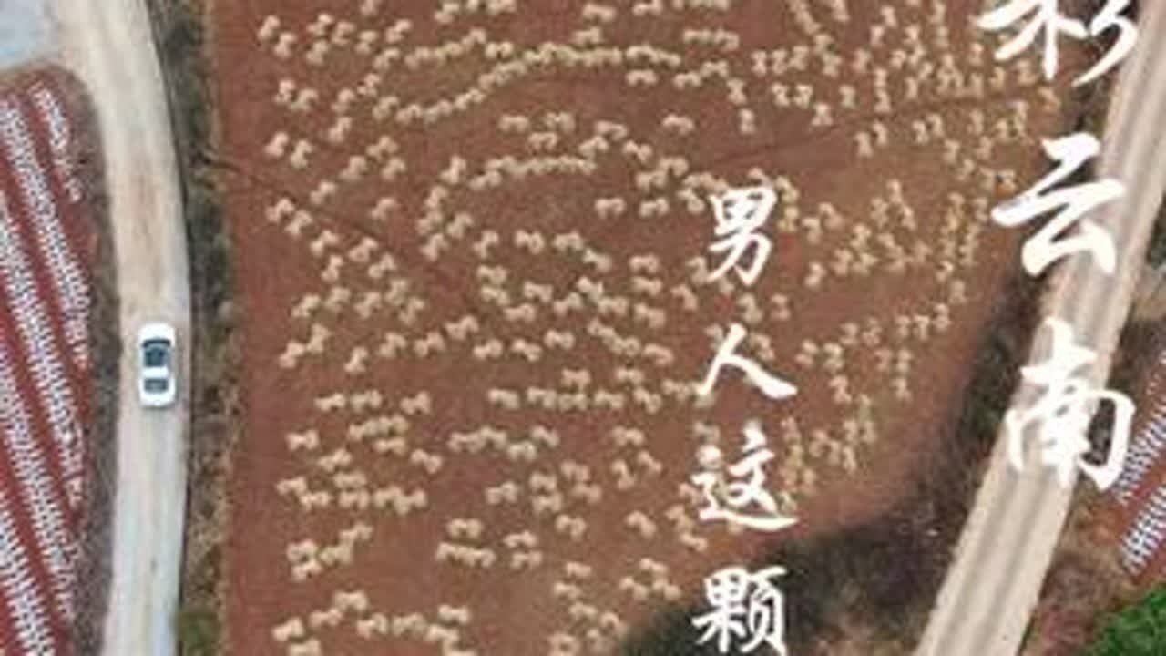 七彩云南 推荐一首好听的新歌，潘文良演唱的《男人这颗心》，送给在风雨中奔跑的你；男人这颗心装得下风雨就装得下阳光，男人这颗心装得下山川就装得下海洋；画面拍摄于昆明东川红土地。#推荐一首好听的歌 ...