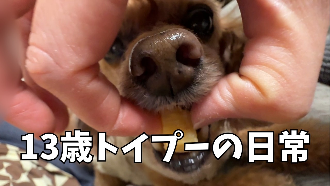 お芋が大好きな13歳トイプードルの日常。お見送りとお出迎えの態度が違いすぎる犬