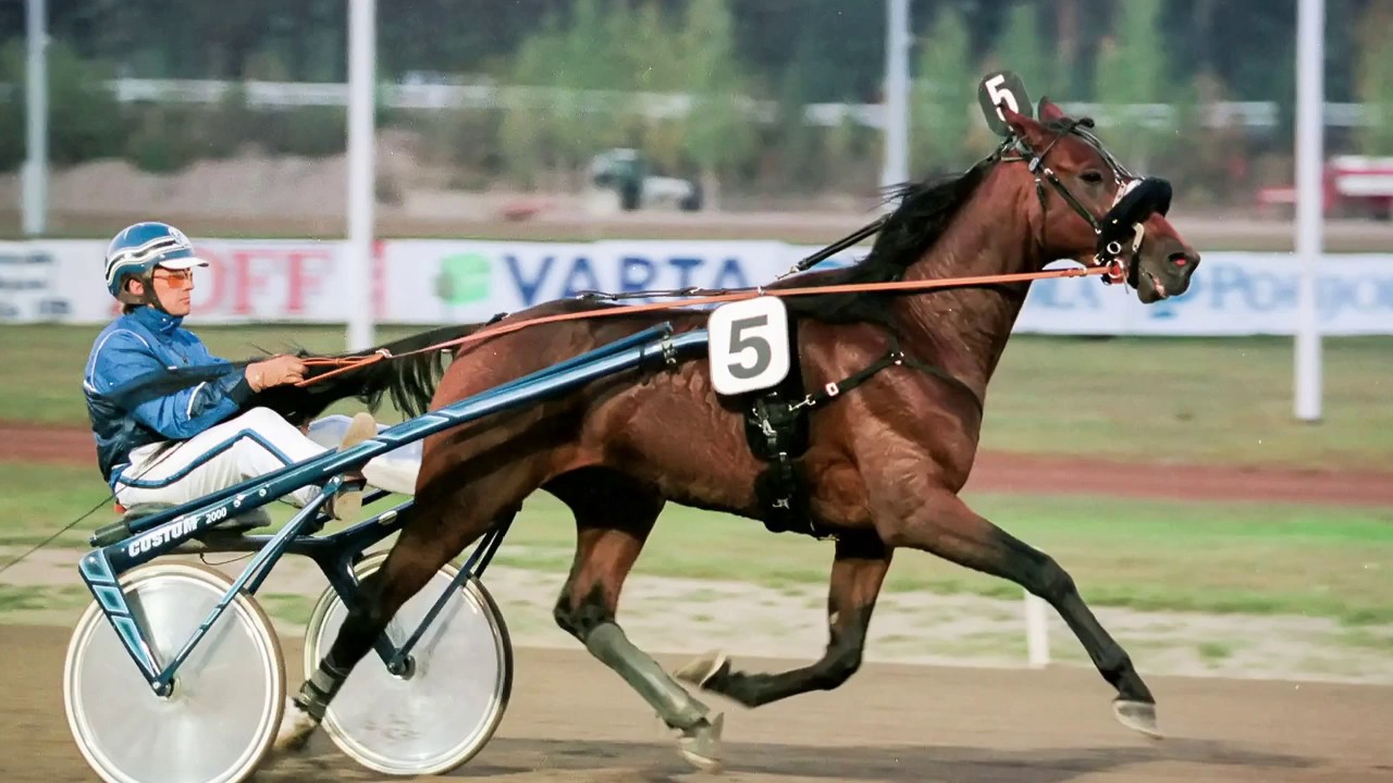 Tuomas Korvenoja - Menestyshevosistani