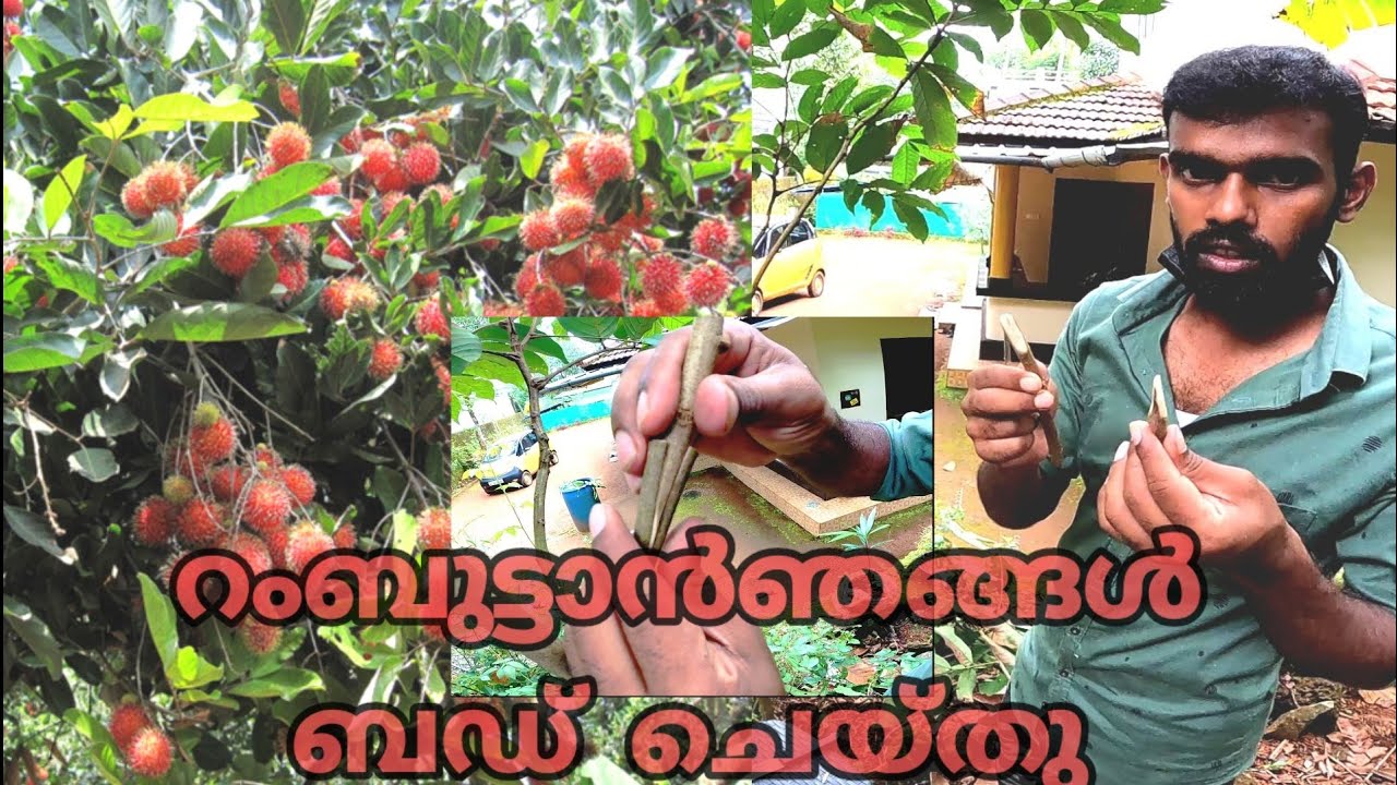 അങ്ങനെ ഞങ്ങൾ റമ്പൂട്ടാൻ ബഡ് ചെയ്തു Rambuttan grafting(budding) Rambuttan fruit.Natural views klpn