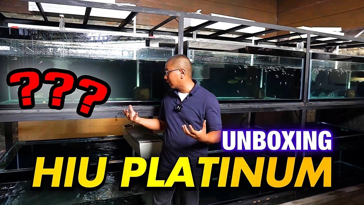 IKAN HIU PLATINUM PENGHUNI MEGATANK 100TON
