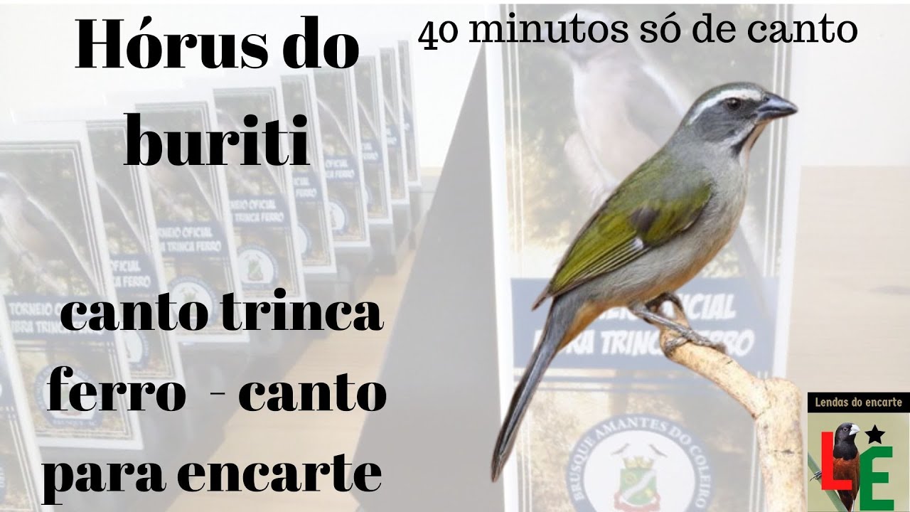 Canto trinca ferro - Hórus do buriti     - canto para encarte - canto para fibra