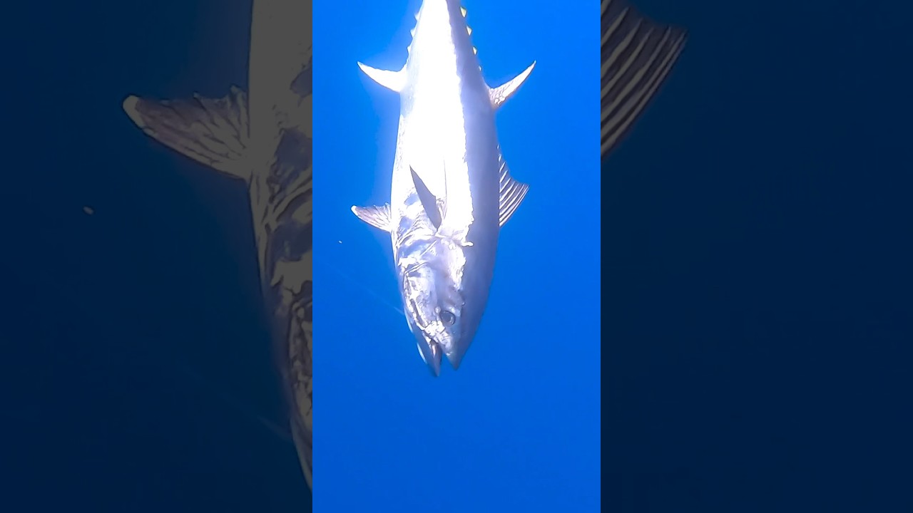 ORKİNOS AVI VE M&Uuml;CADELESİ &mdash; BLUEFİN TUNA