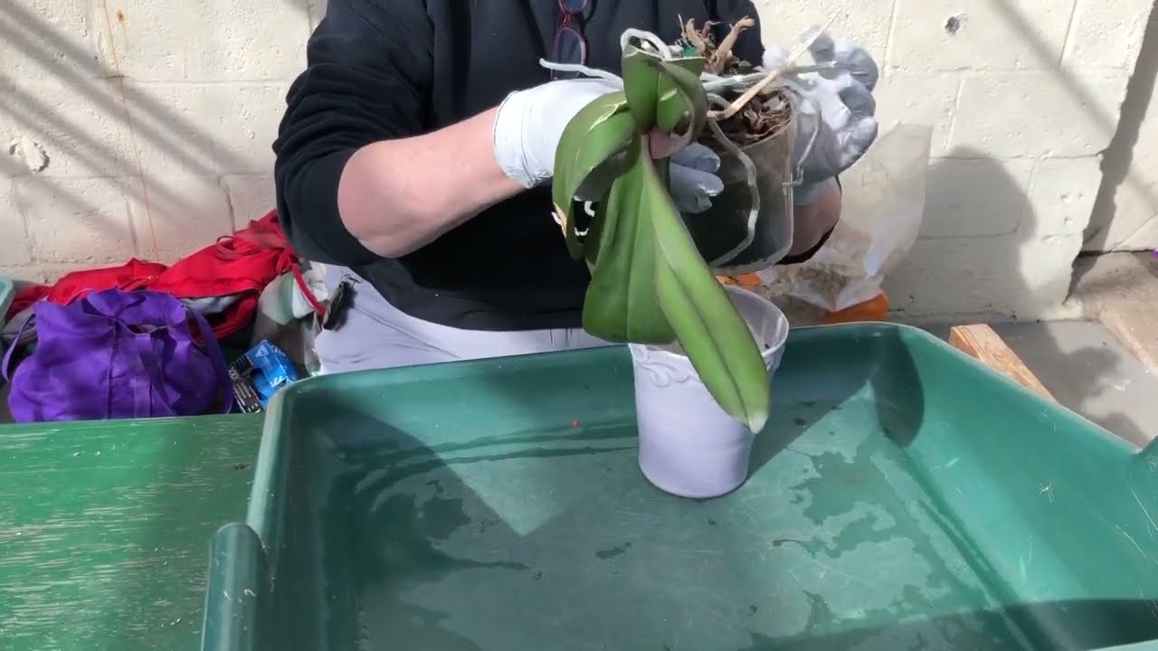 Orchid Care with Carol Allen 