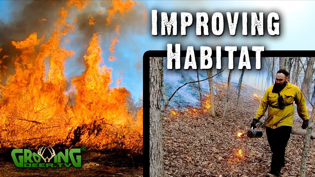 An Incredible Whitetail Habitat Management Tool: Prescribed Fire (#538)