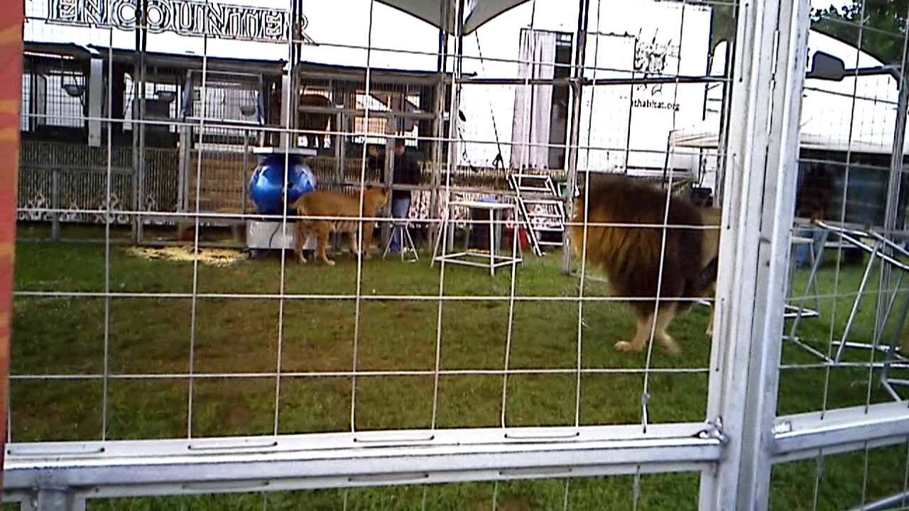 male lion and female liger