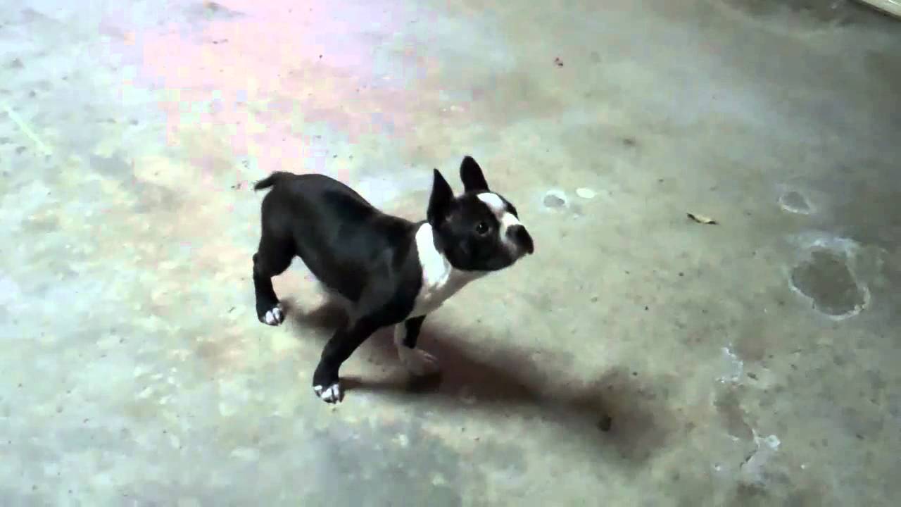 Boston Terrier tricks at 11 weeks and some tips