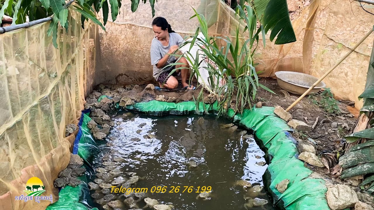 ចាប់កង្កែប 10Kg អោយបង ខេត្តកណ្តាល