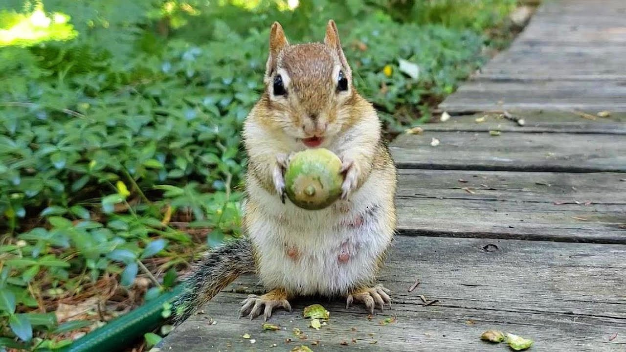 내가 준 도토리를 안먹는 이유 Why Didn't Wild Chipmunks Take Acorns From Me?
