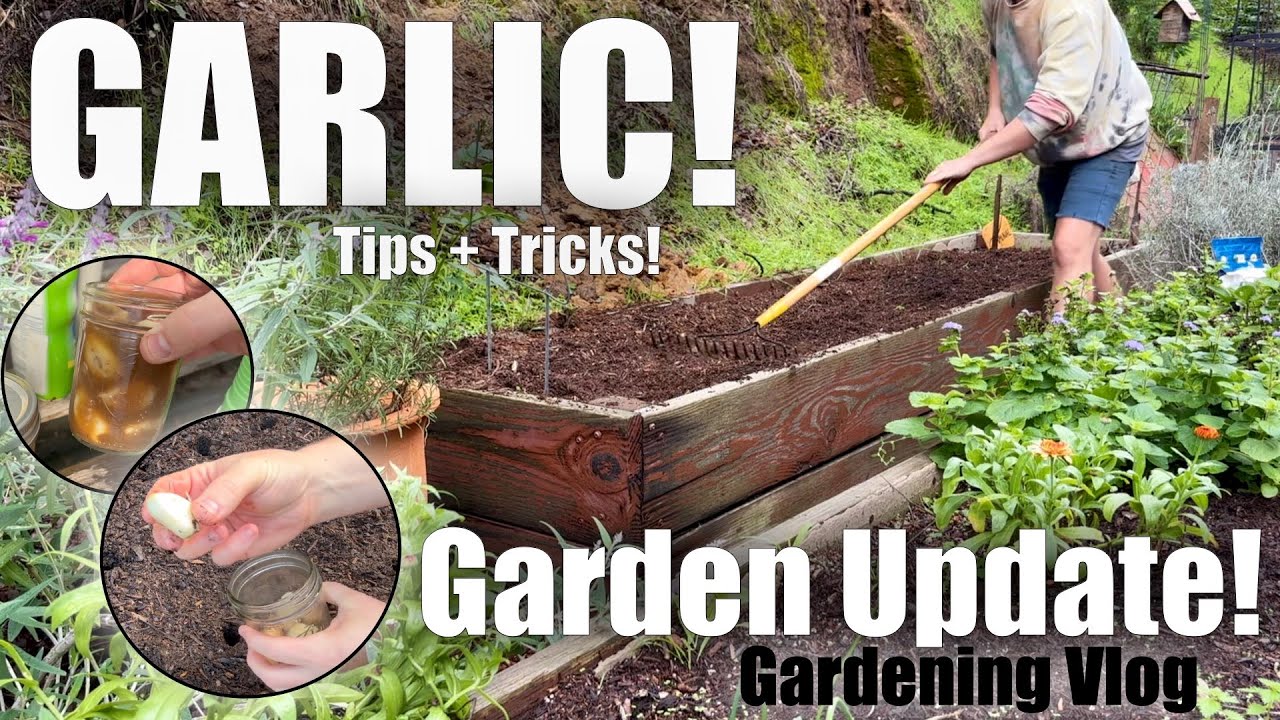 HUGE Garlic Harvest? Planting Two Varieties (Softneck vs. Hardneck) 🧄