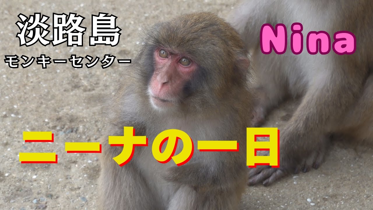 ニーナの長くて短い一日 食べて遊んで大忙し！ 淡路島モンキーセンター 【モンキーパーク】