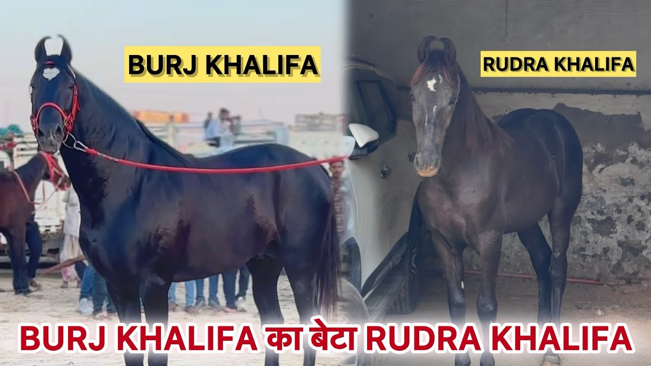 BURJ KHALIFA का बेटा RUDRA KHALIFA🐎 NEW HORSE😍 BURJ KHALIFA HORSE💯 #burjkhalifa  #pushkarfair #horse