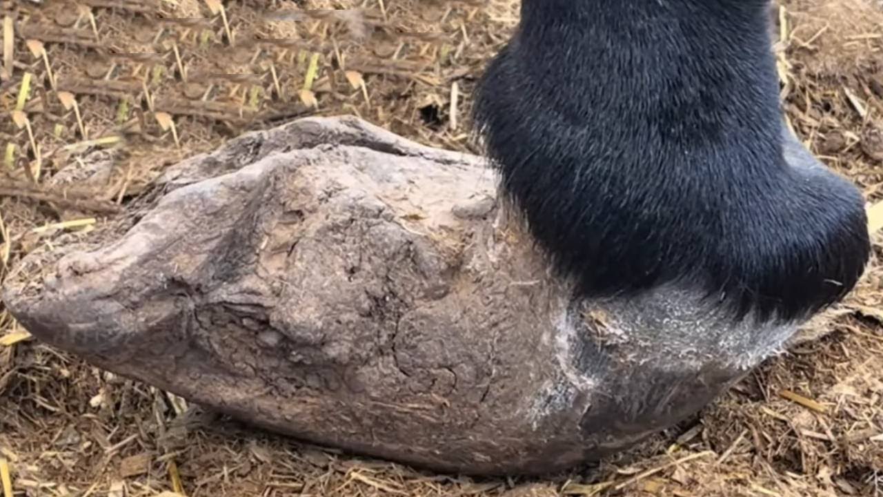 Save animals and make them healthy丨ASMR丨Donkey hoof cutting sound