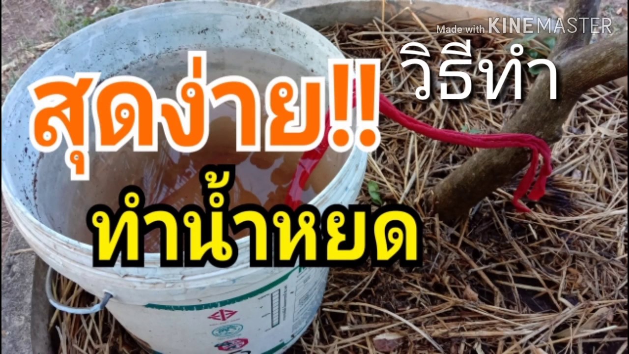 วิธีทำน้ำหยด#สุดง่าย!! ดินชุ่มชื้นตลอดทั้งวันด้วยถังน้ำกับขวดพลาสติก ทำง่ายๆ  ทองปาน ปลูกผัก