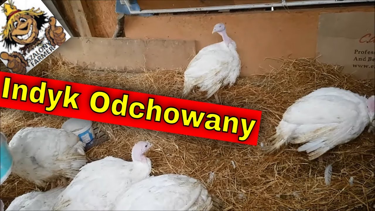 Pisklaków Przybywa | Powrót do królików. | Kupiłem Indyki!