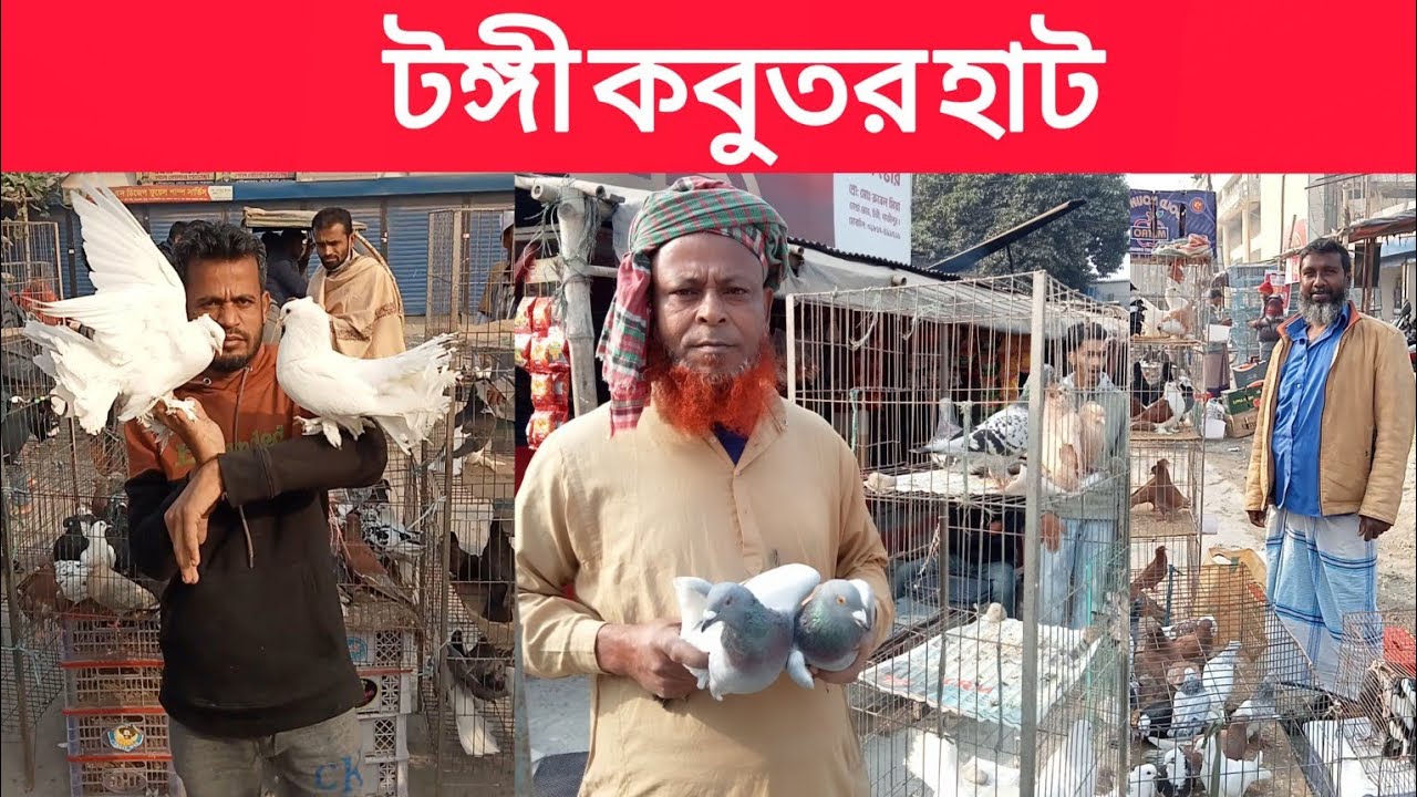১১/০১/২০২৬,গাজীপুর টঙ্গী কবুতরের হাট। আজ রোজ রবিবার। জমজমাট কবুতরের হাট গাজীপুর টঙ্গী কবুতরের হাট।