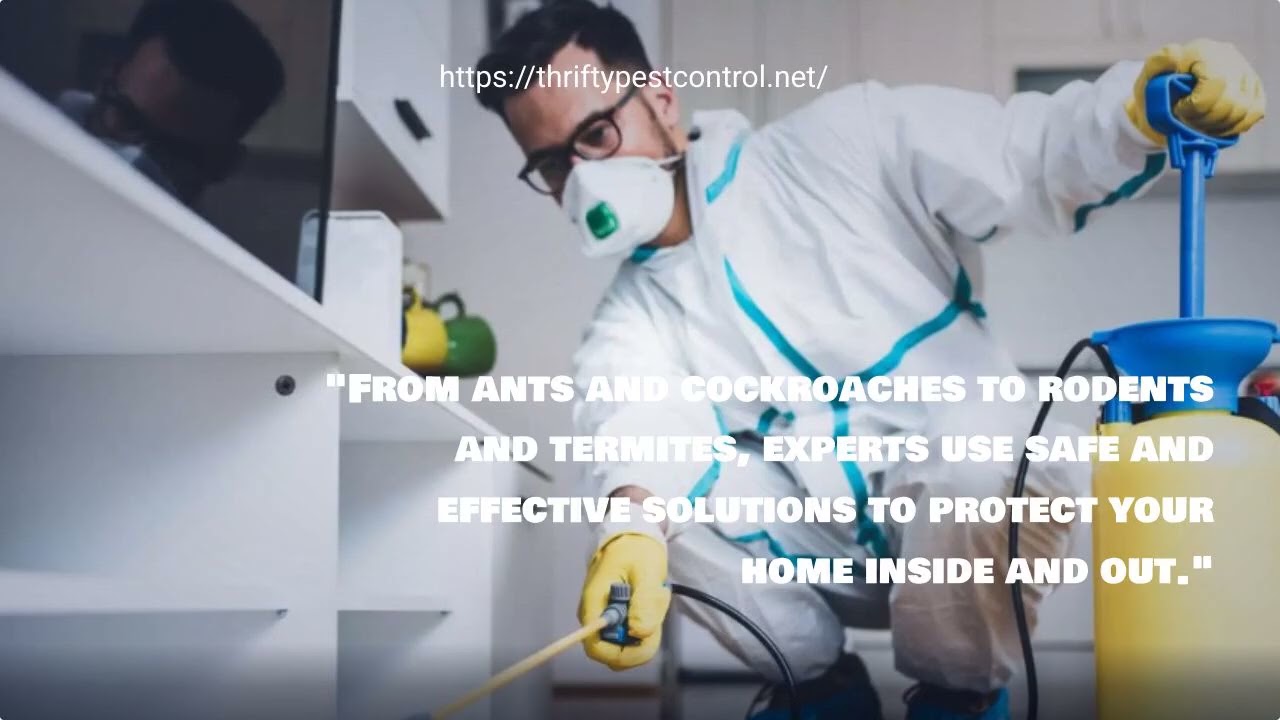 Best Pest Control Service Frisco Texas