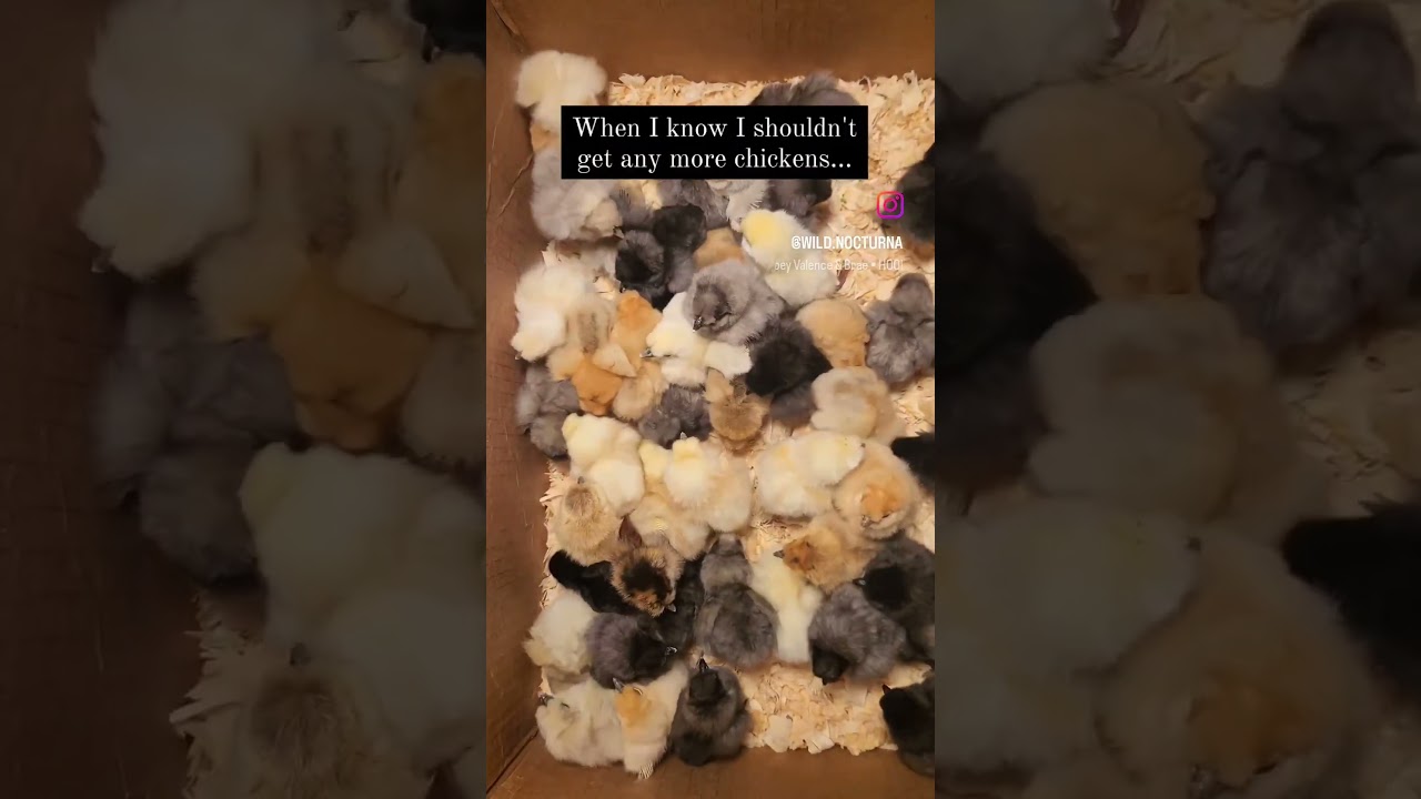 50 Baby Silkie Chicks 🐥💚