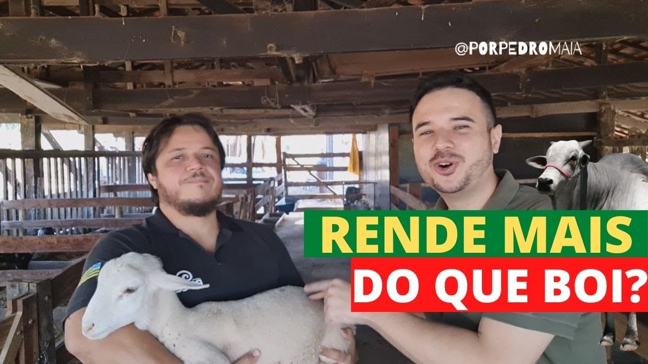 Como são produzidos os ovinos que estão ganhando o Brasil