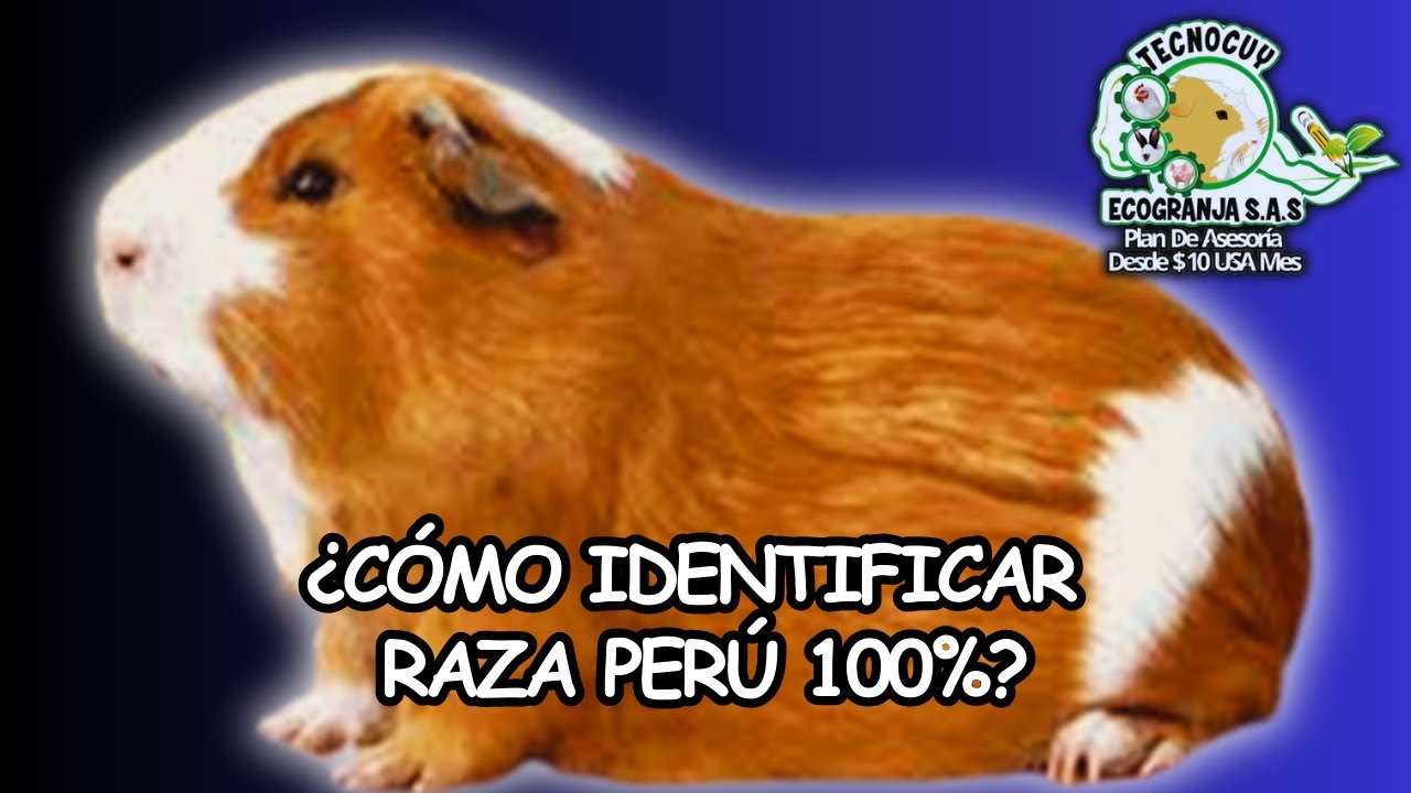 ¿CÓMO IDENTIFICAR CUYES LÍNEA PERÚ? - Los Cuyes Mejorados No Se Compran, Se Producen