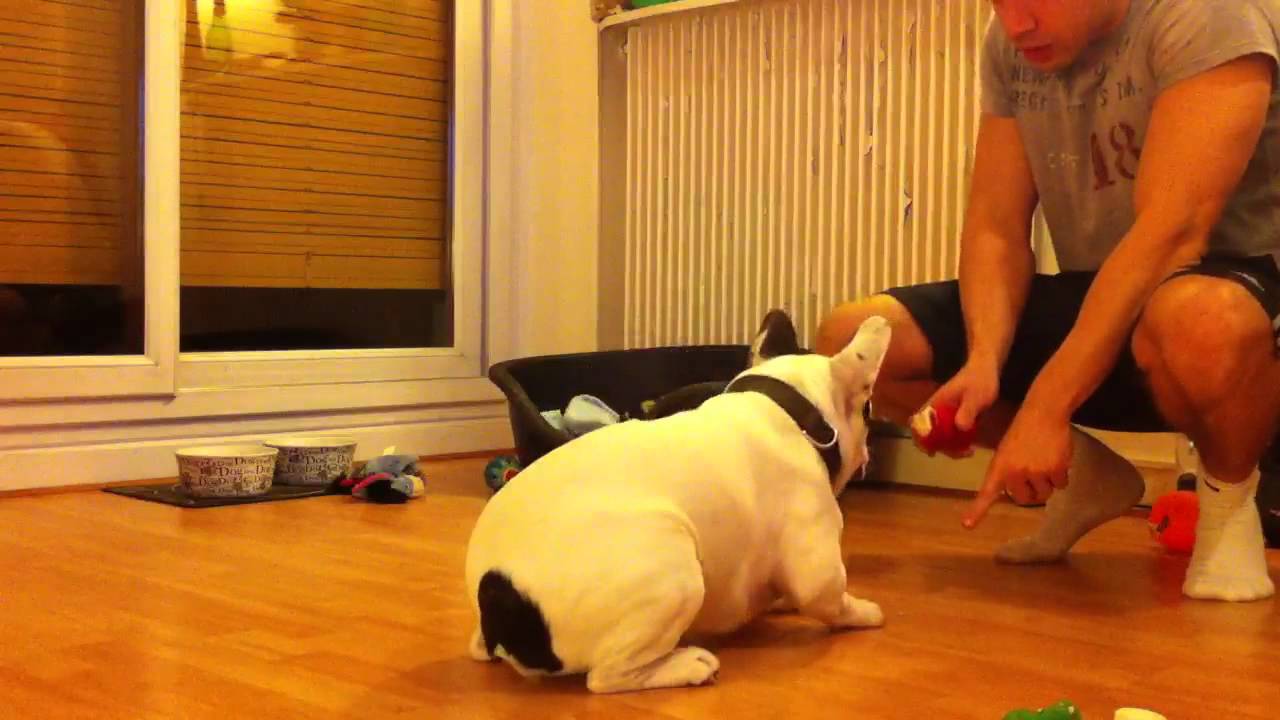 Dressage de bouledogue à la vache qui rit